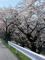 土手の桜