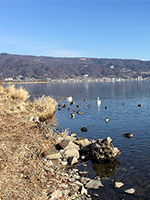 諏訪湖と白鳥と八ヶ岳