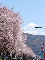 桜開花