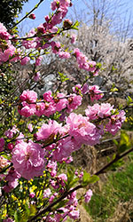 庭桜