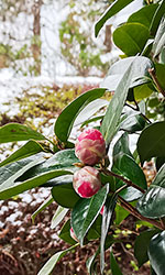 3月の雪と椿